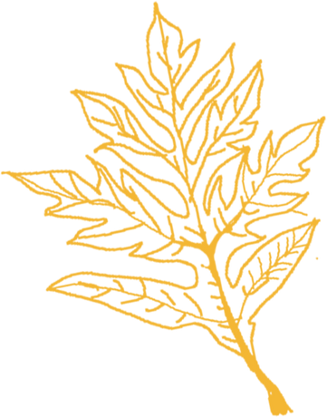 Plant Leaf Illustration